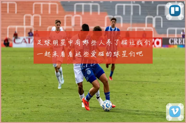 足球明星中有哪些人养了猫让我们一起来看看这些爱猫的球星们吧